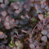 Acaena Inermis purpurea - abriachan nurseries